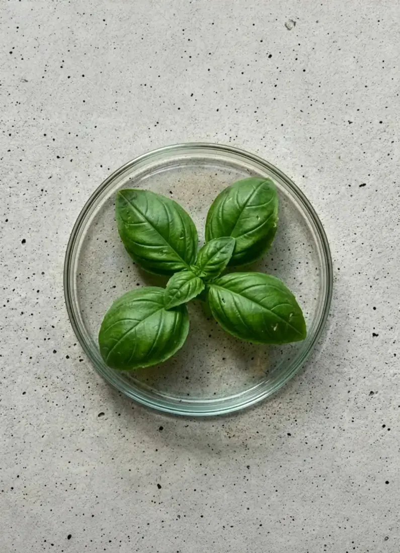 HYDROLAT DE BASILIC — OCCITANIE